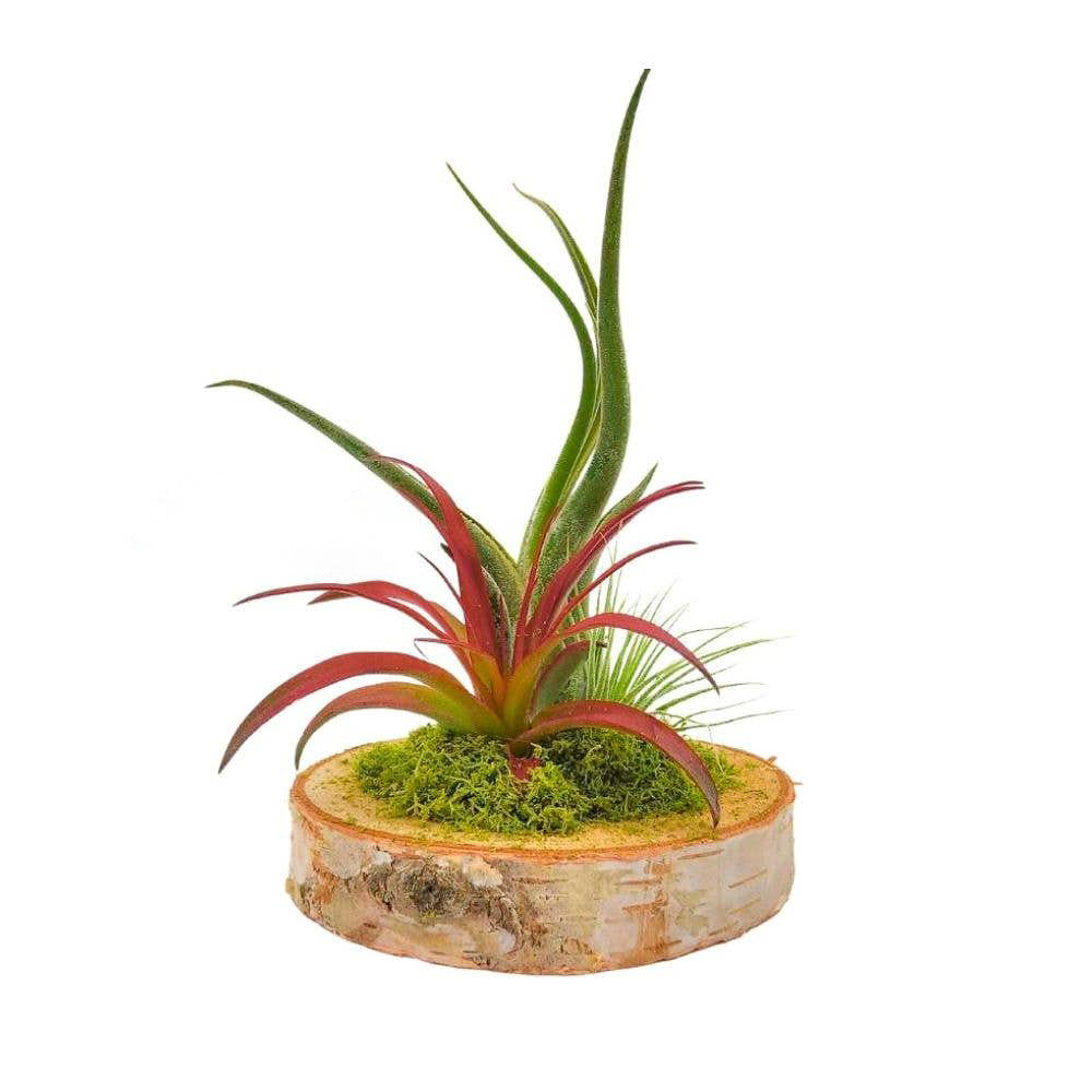 Wood Arrangement With Air Plants