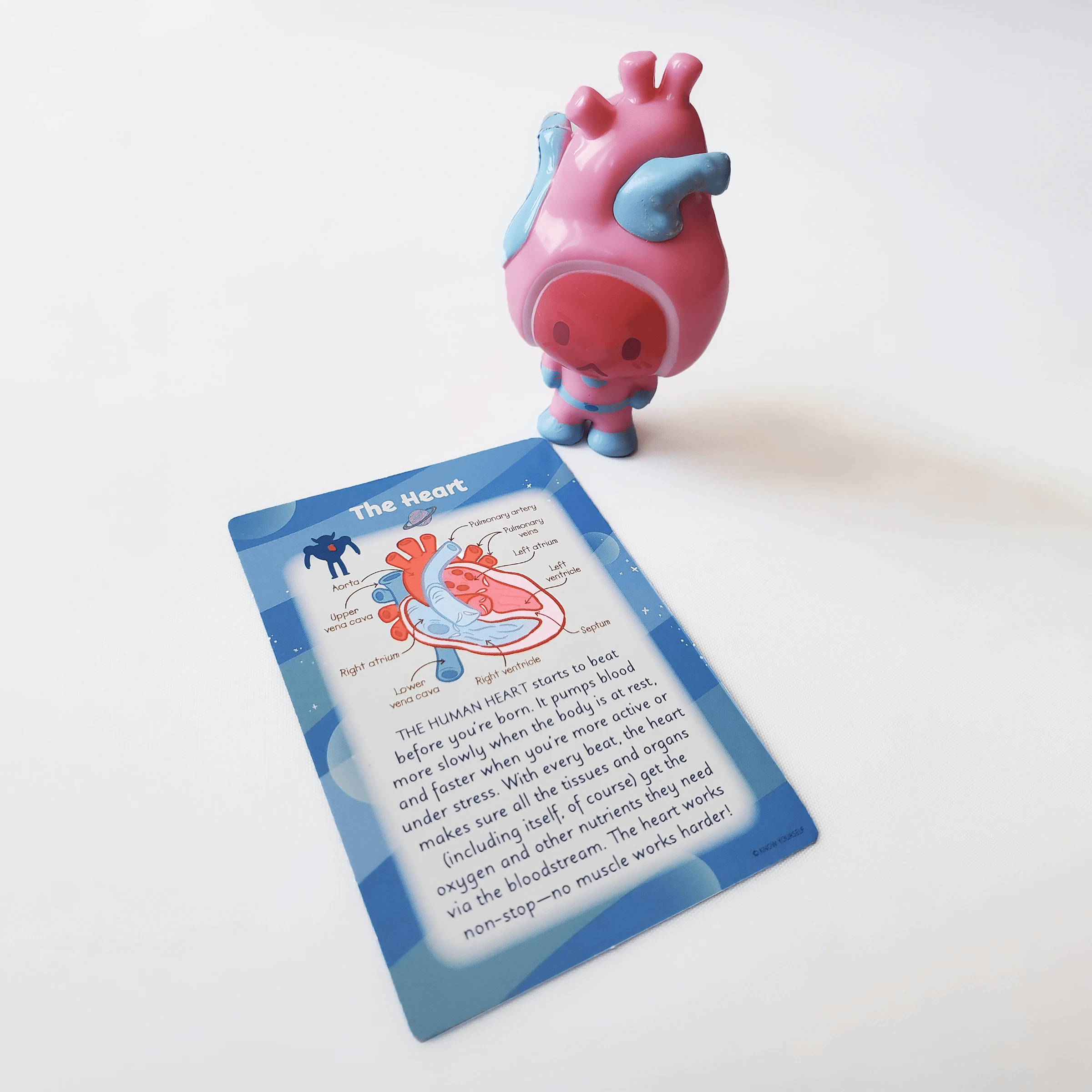 Collectible Organaut Blind Boxes - Organ Learning Toy