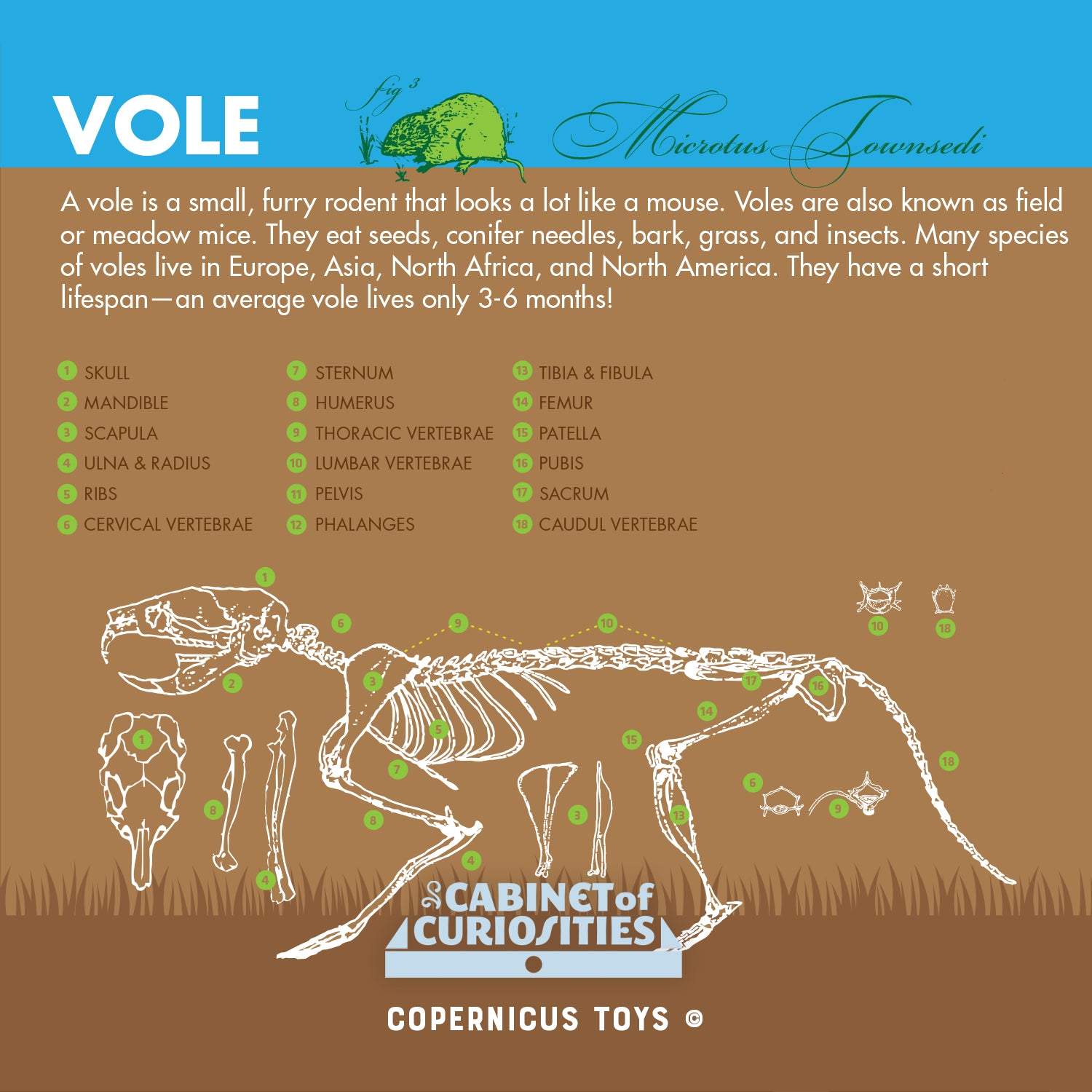 Cabinet Of Owl Pellets | Copernicus Toys | Real Owl Pellets | Facts And Instructions Included…