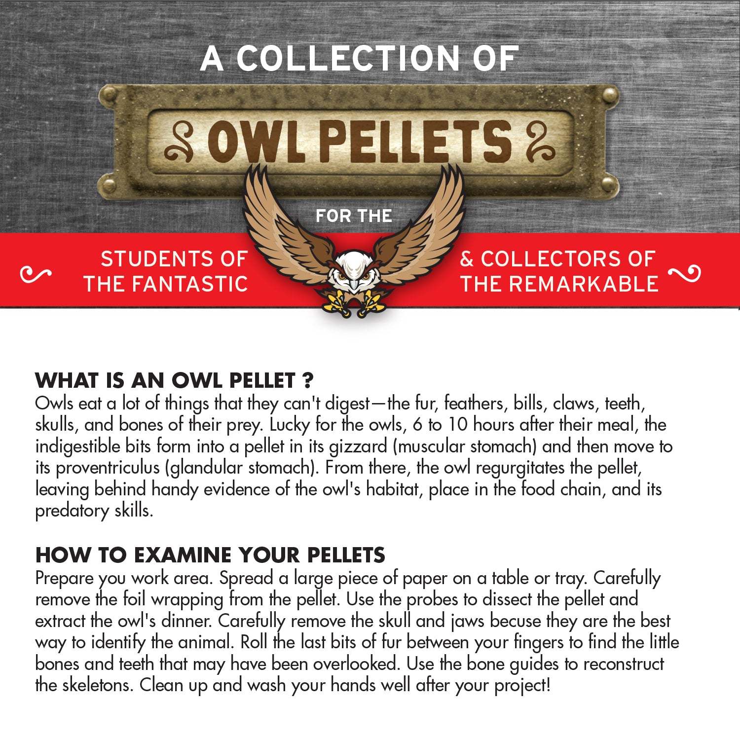 Cabinet Of Owl Pellets | Copernicus Toys | Real Owl Pellets | Facts And Instructions Included…