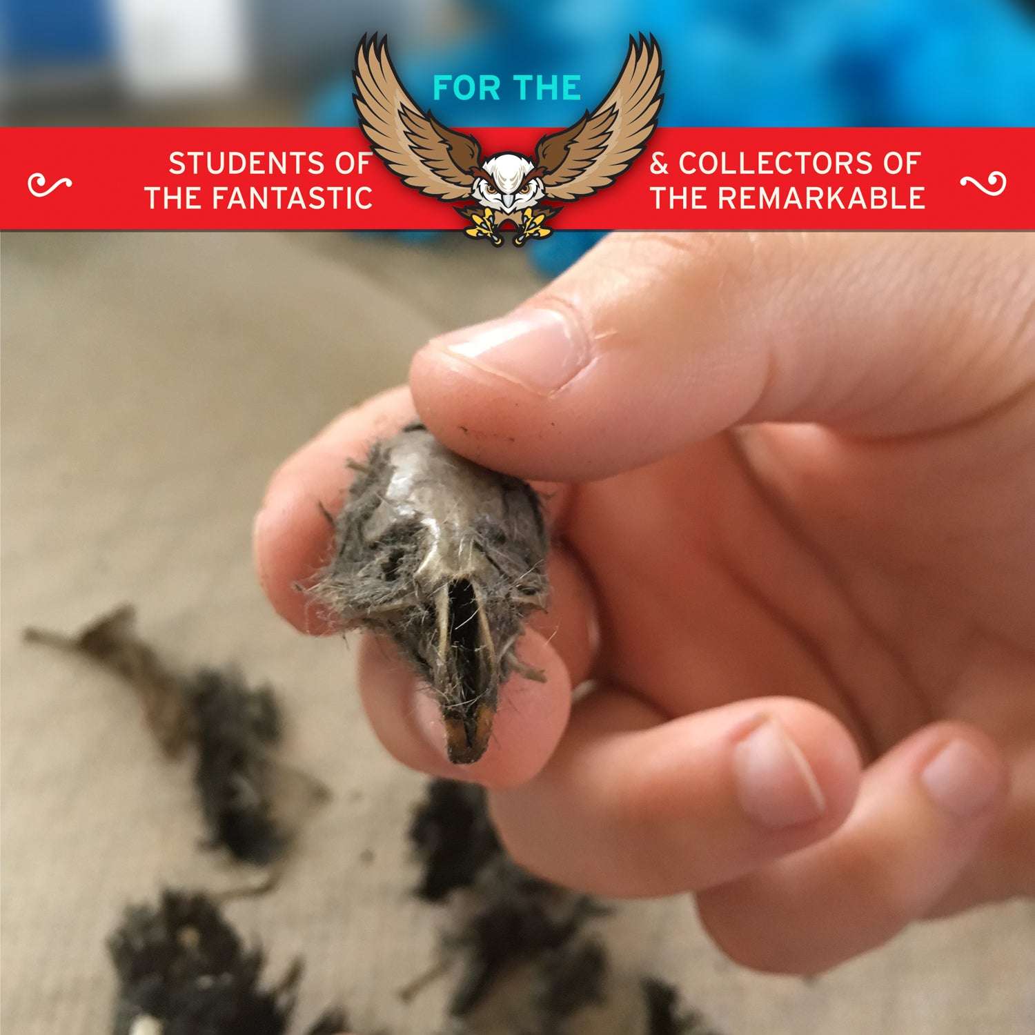 Cabinet Of Owl Pellets | Copernicus Toys | Real Owl Pellets | Facts And Instructions Included…