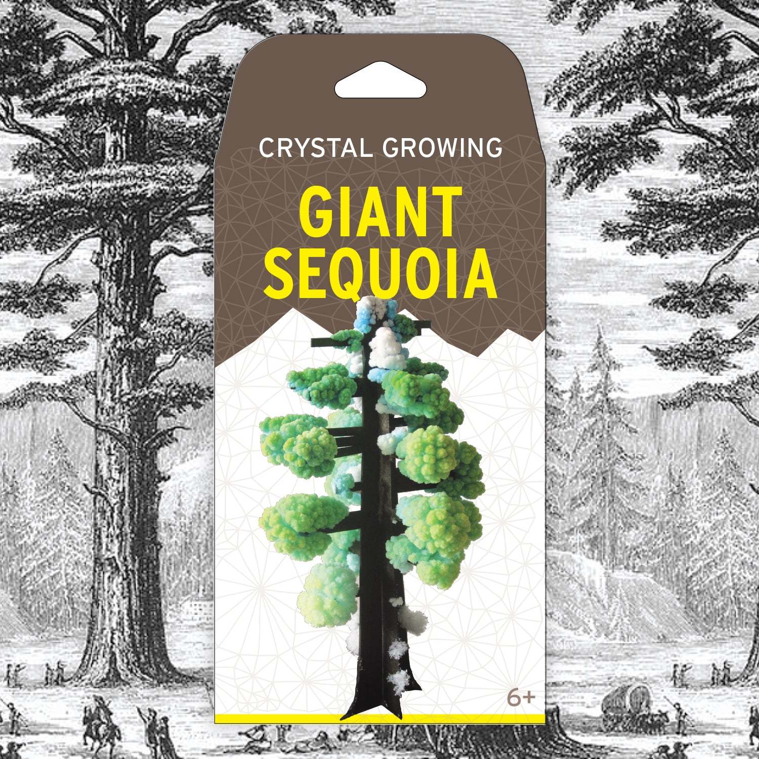 Crystal Growing: Giant Sequoia