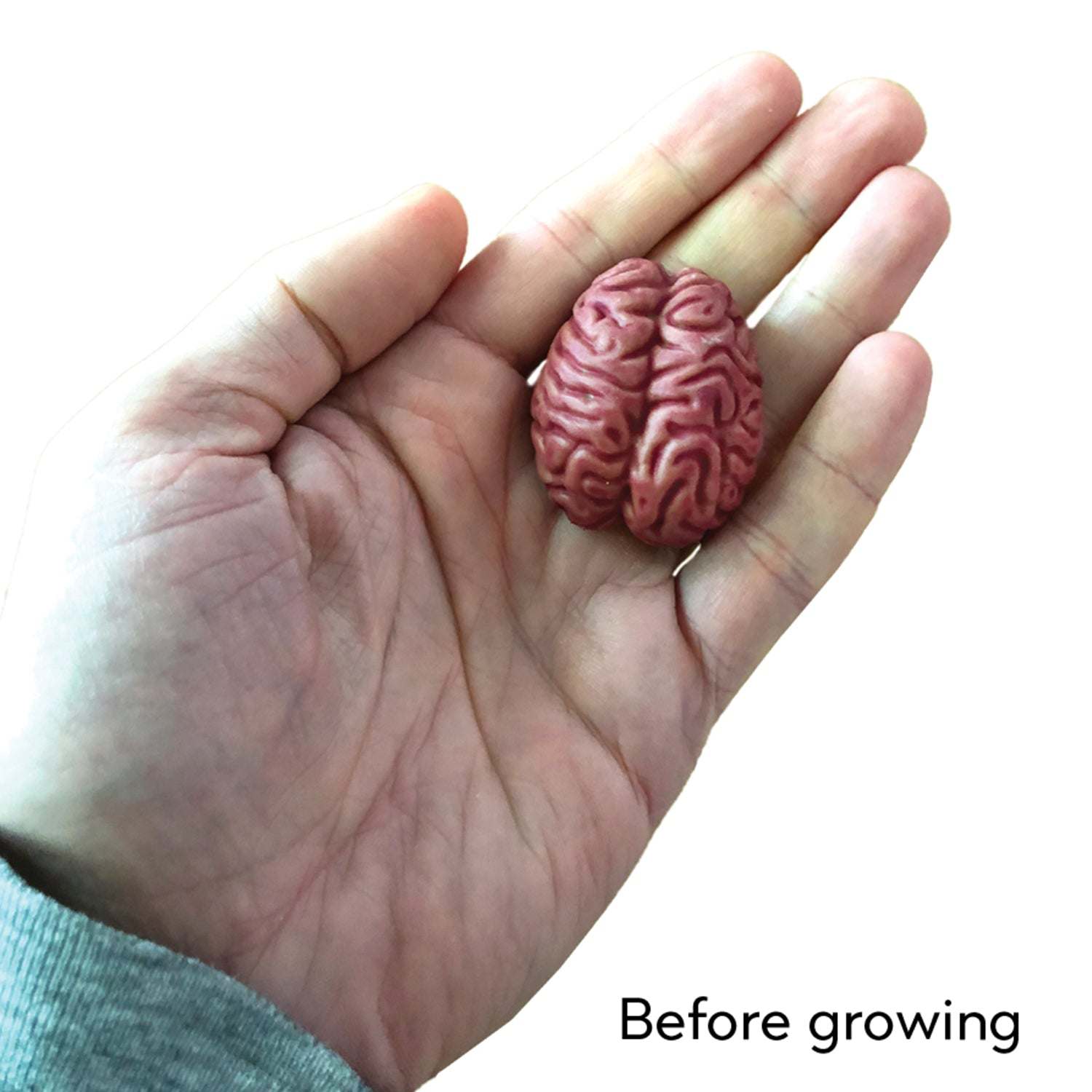 Growing Super Absorbent Brain | Your Brain Will Grow Humongous | Just Add To Water