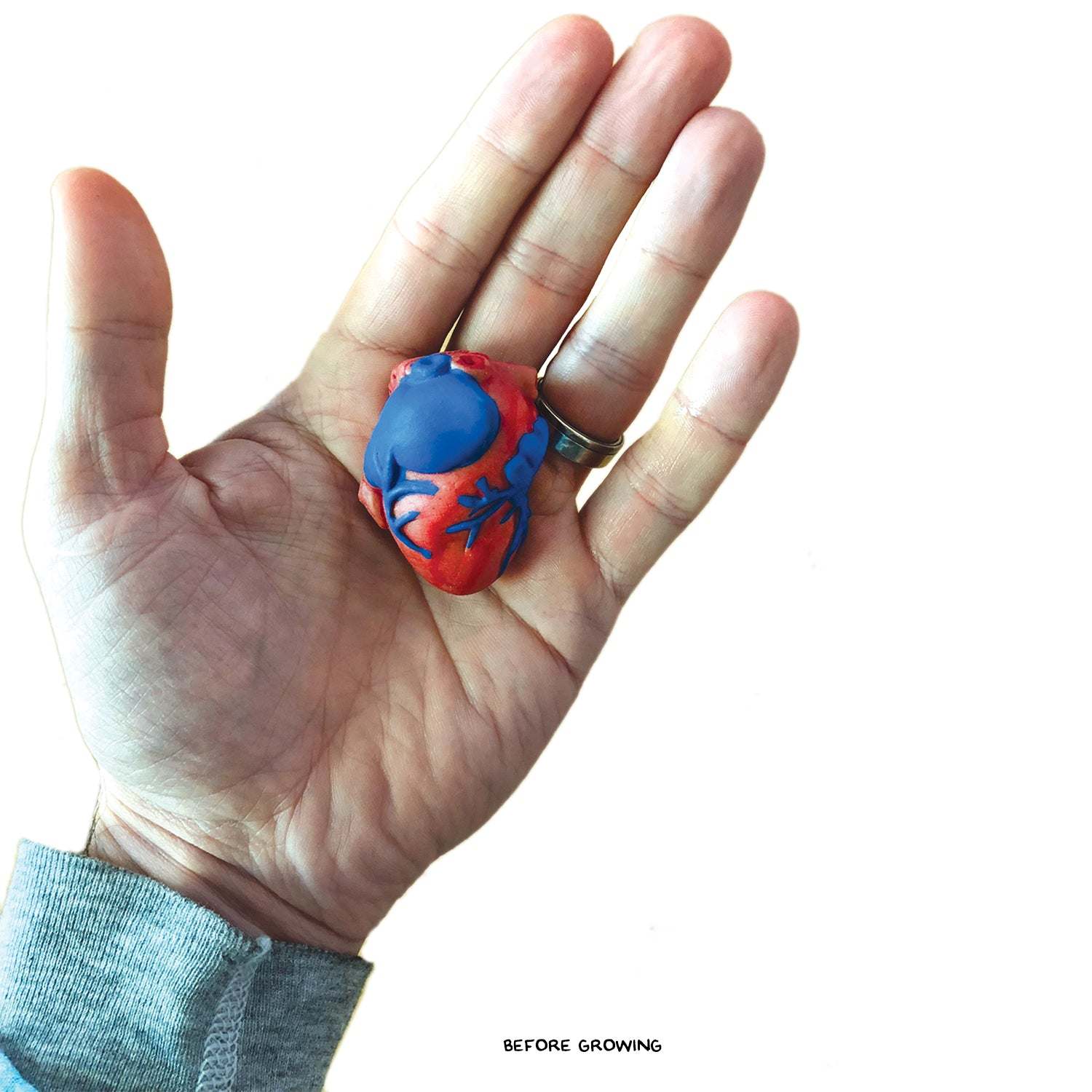 Growing Super Absorbent Heart | Grow A Big Heart | Just Add To Water