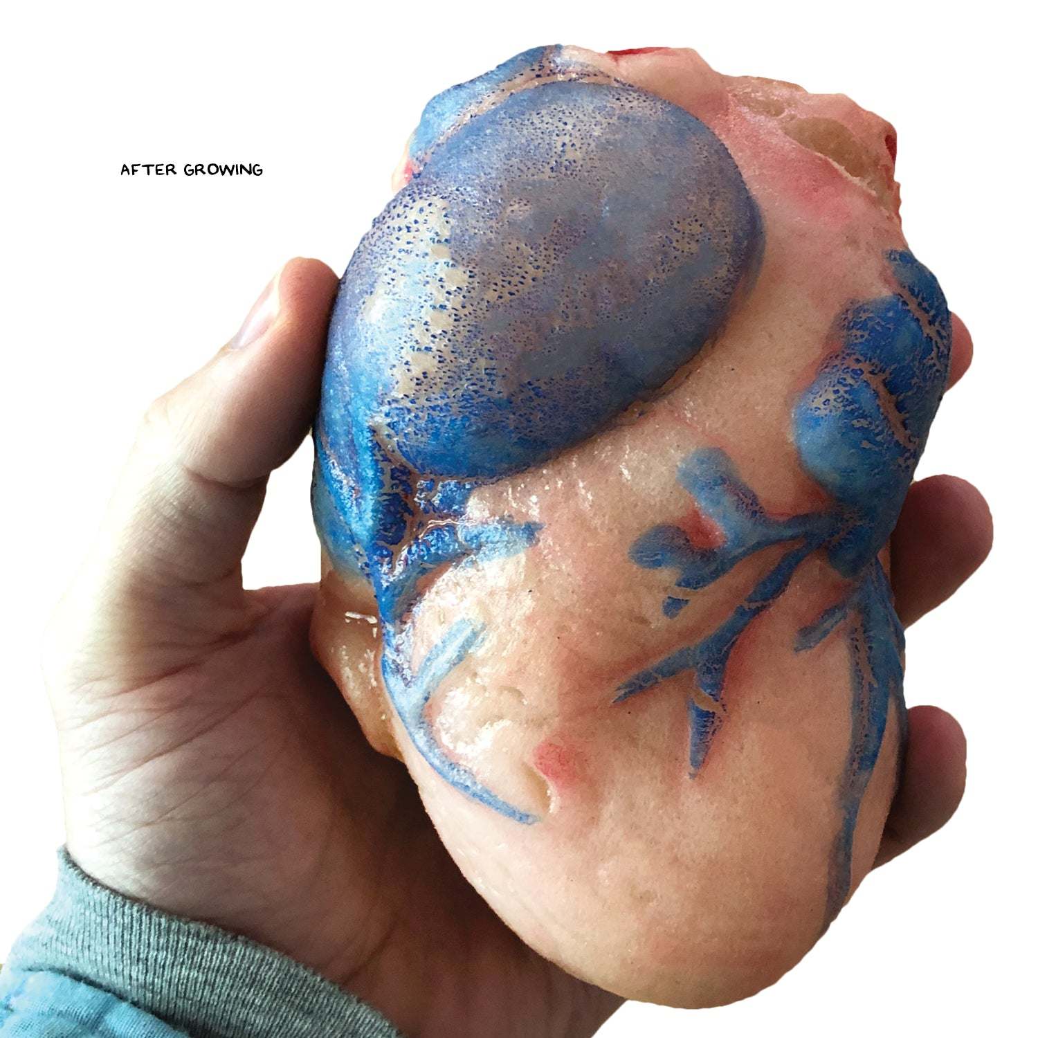 Growing Super Absorbent Heart | Grow A Big Heart | Just Add To Water
