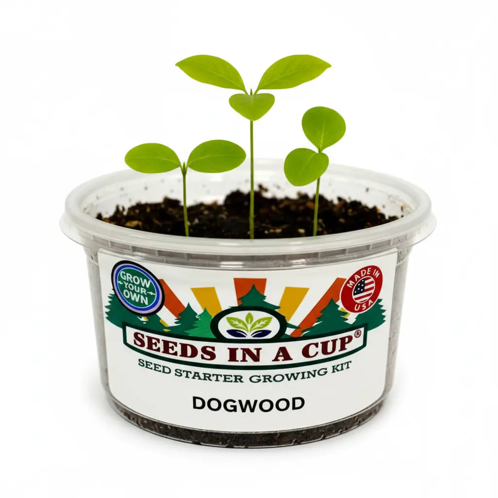 Flowering Dogwood Tree Grow Kit