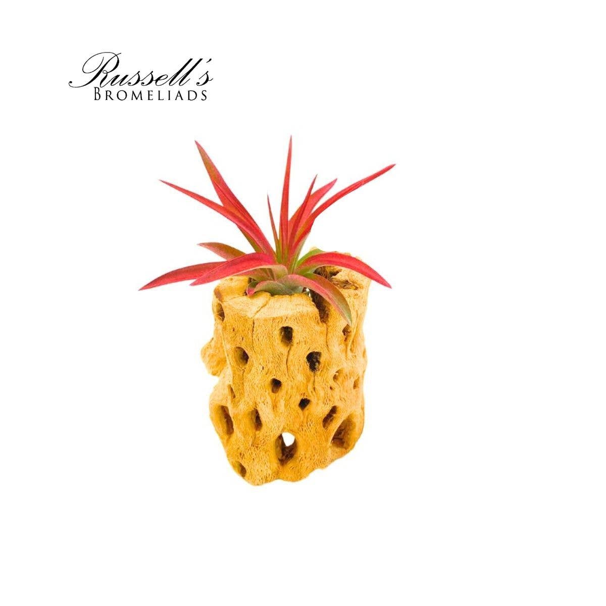 Velutina Air Plant, 2-3"