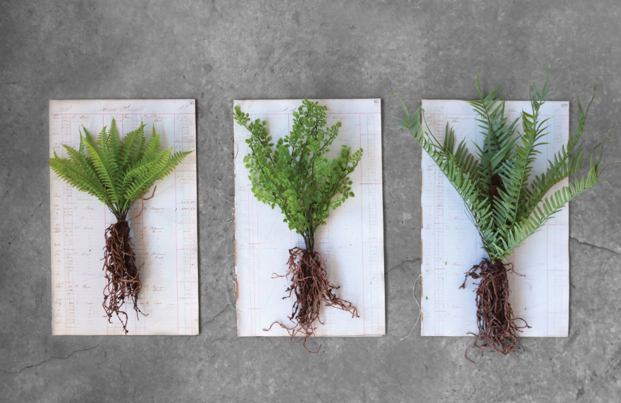 Faux Fern With Exposed Roots