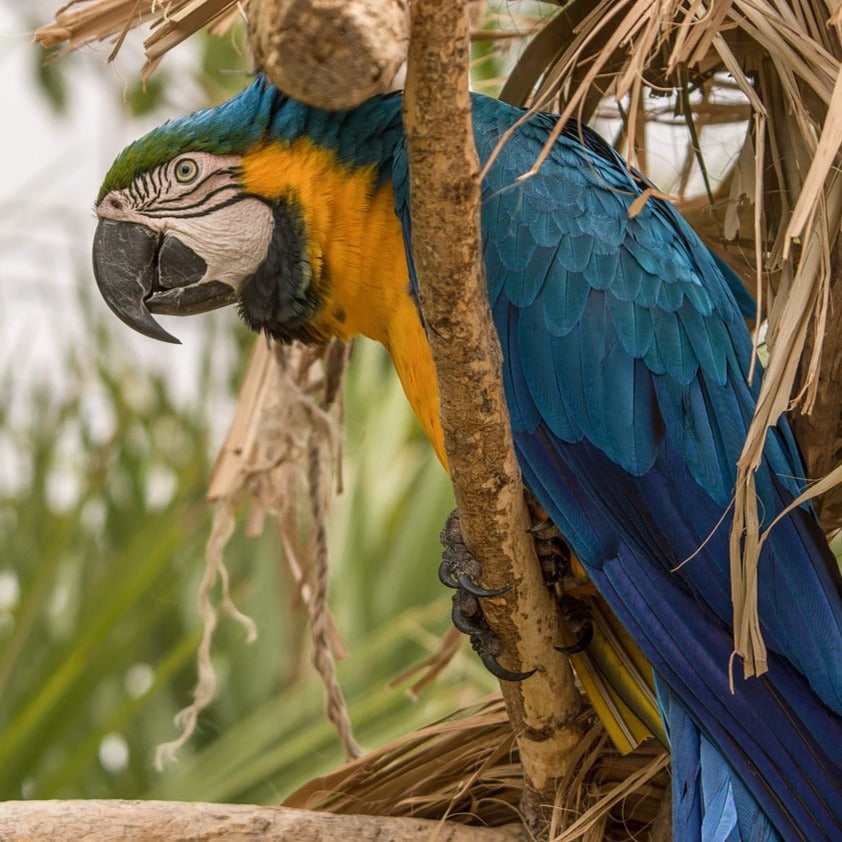 Felt Finger Puppet - Parrot / Macaw / Blue