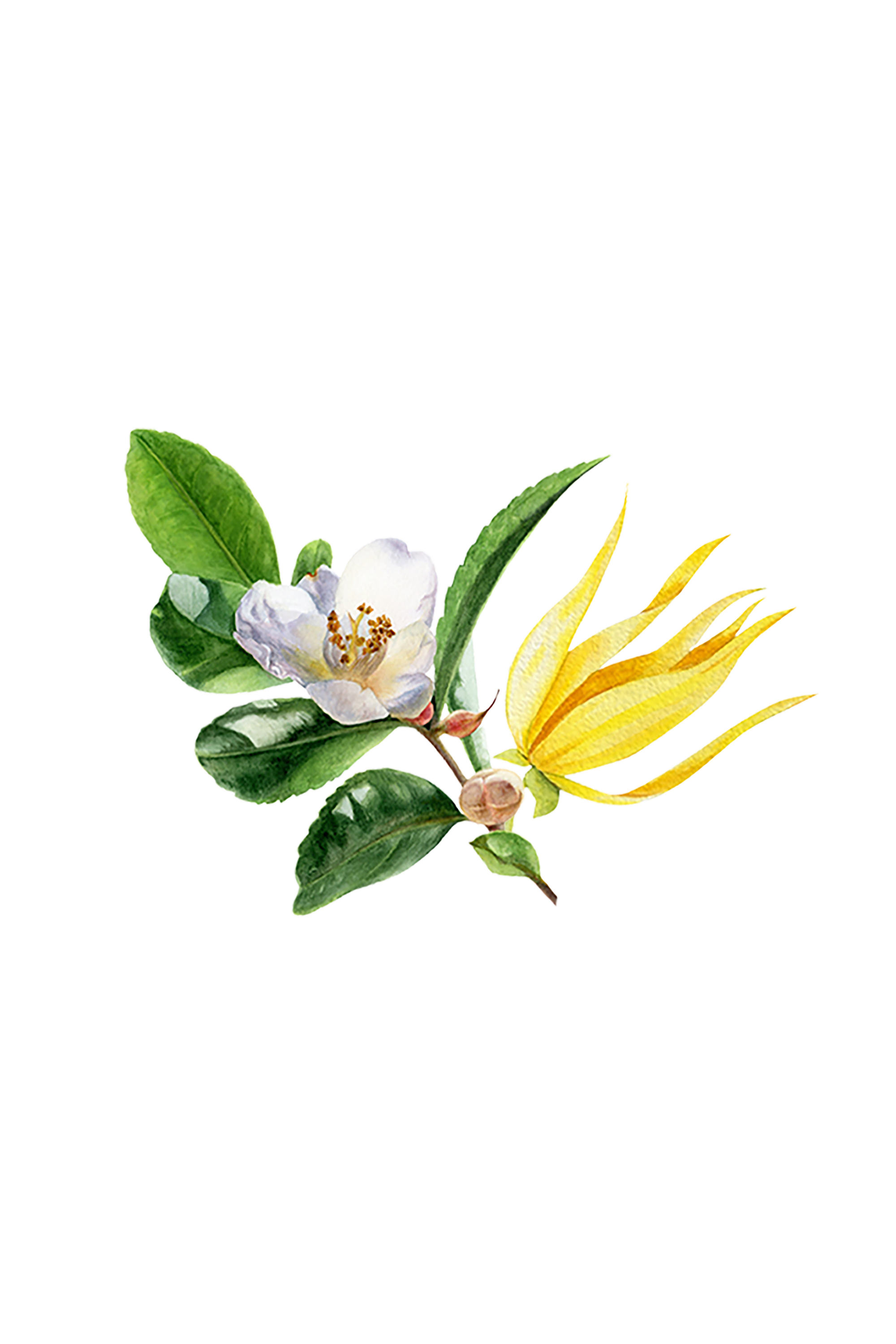 Fruity Green Tea Phthalate-free Fragrance Oil