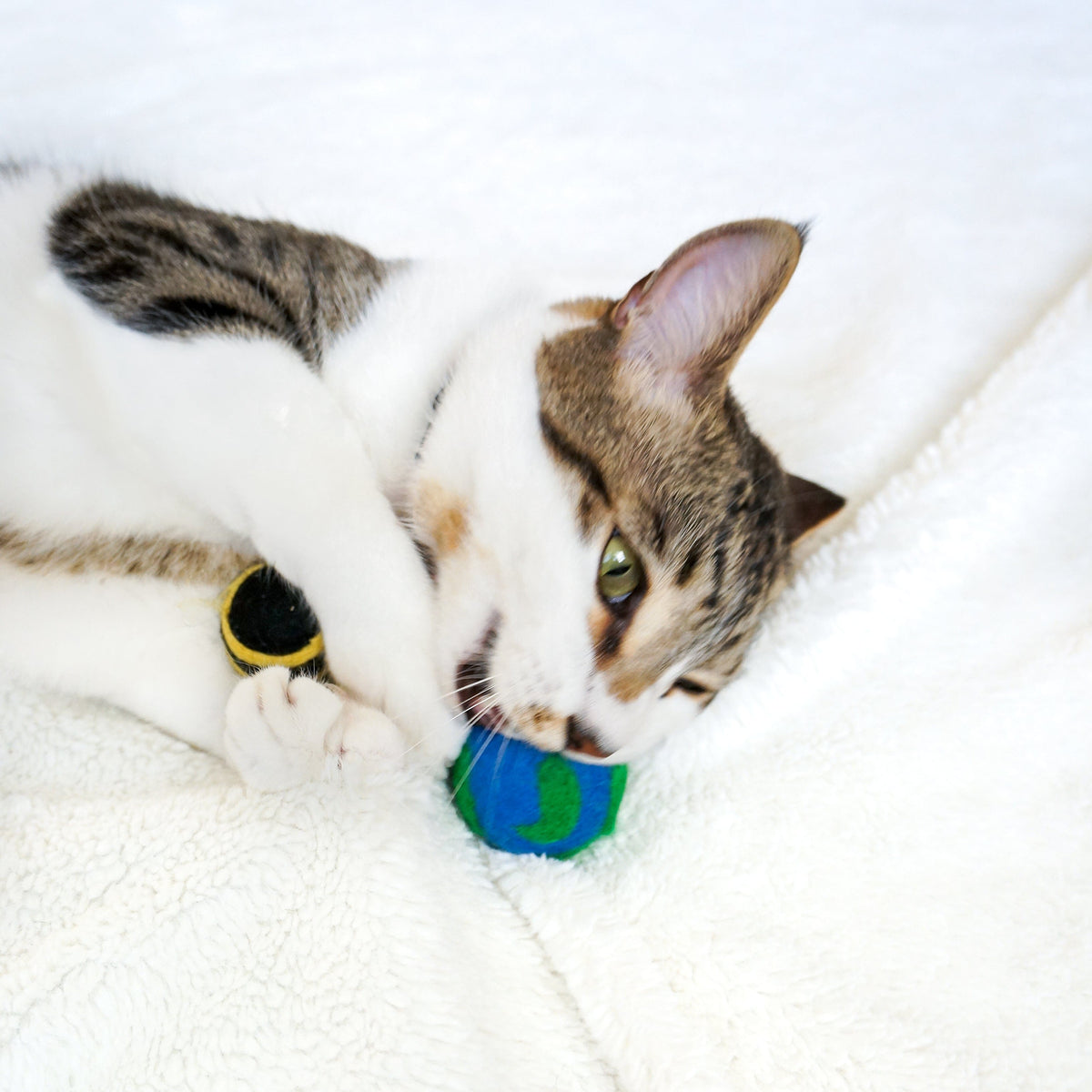 Paws For The Planet - Set Of 3