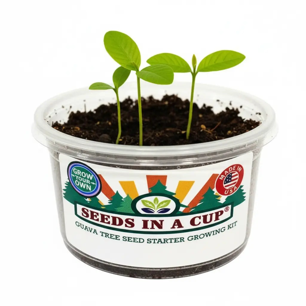 American Ash Tree Grow Kit