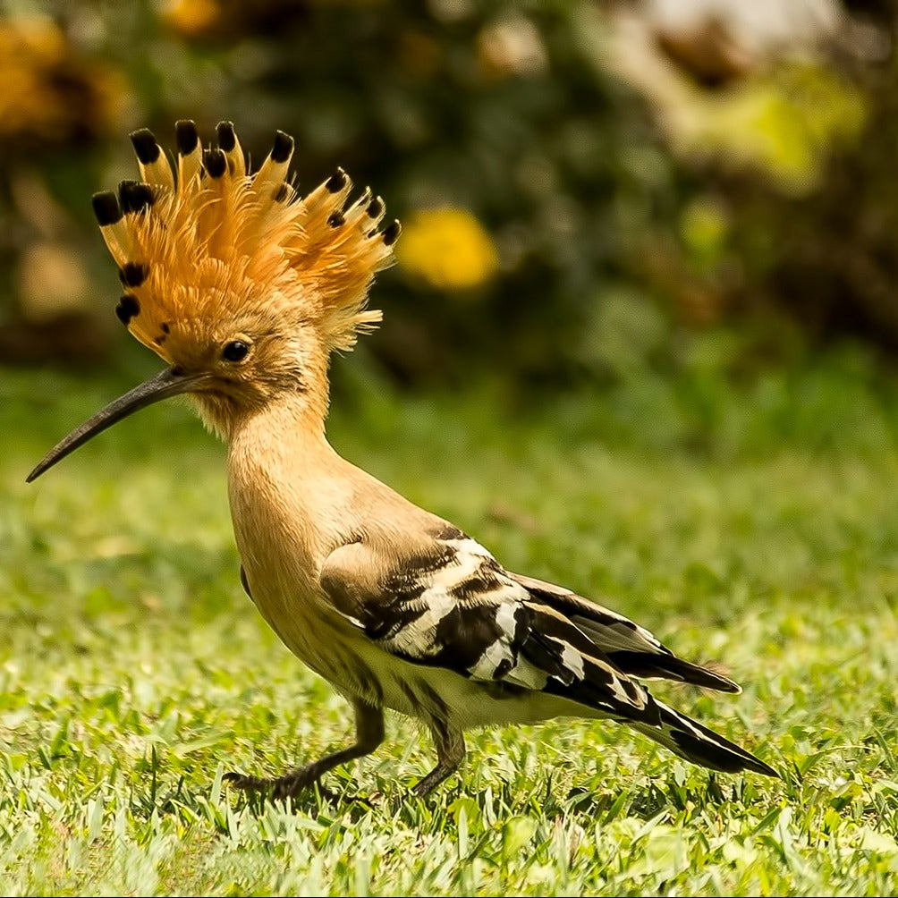 Hoopoe Finger Puppet