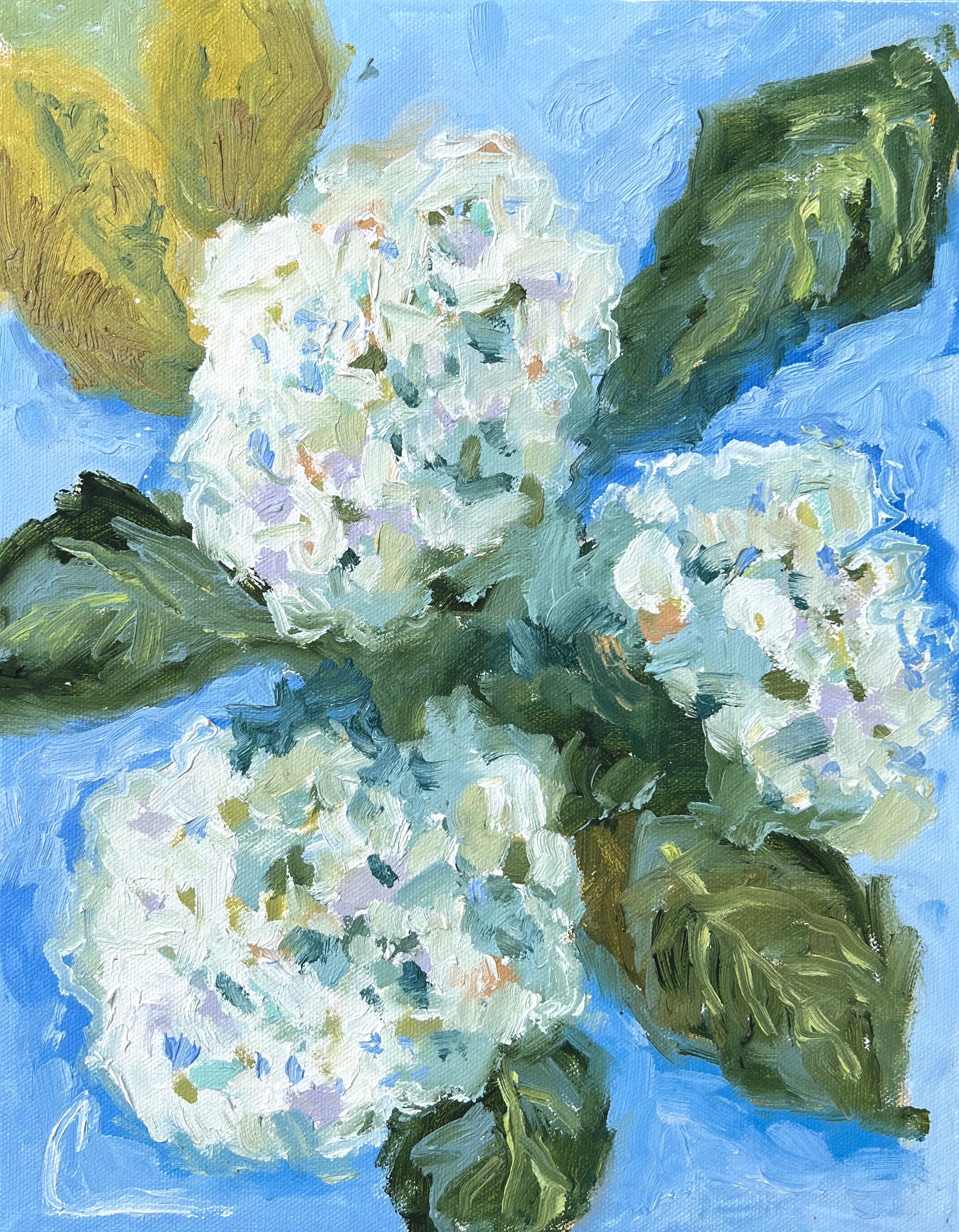 Hydrangea Blooms 1 Print