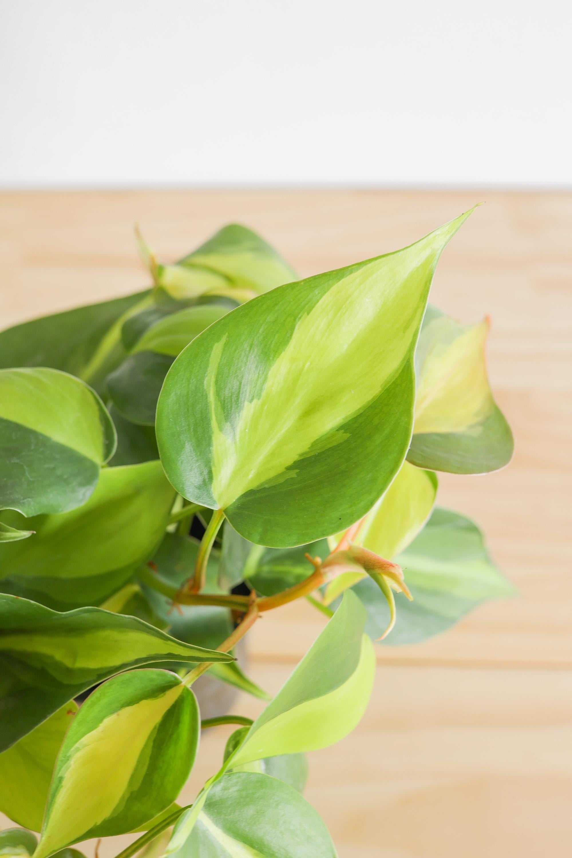 Brazil Philodendron