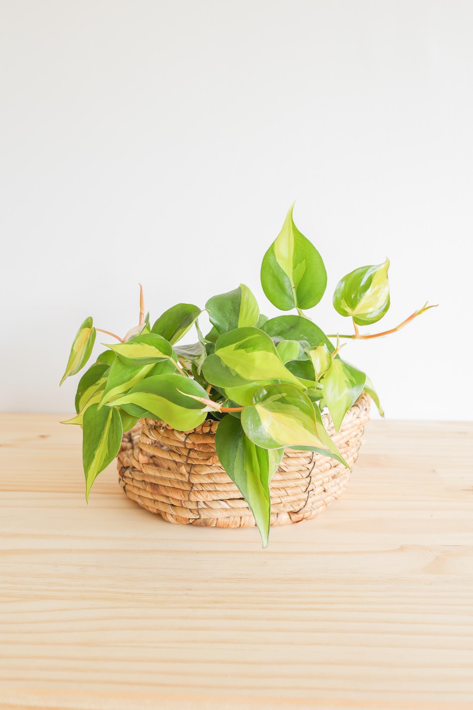 Brazil Philodendron