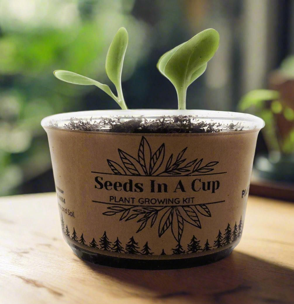 Concord Grape  | Vine Seed Starter Grow Kit |