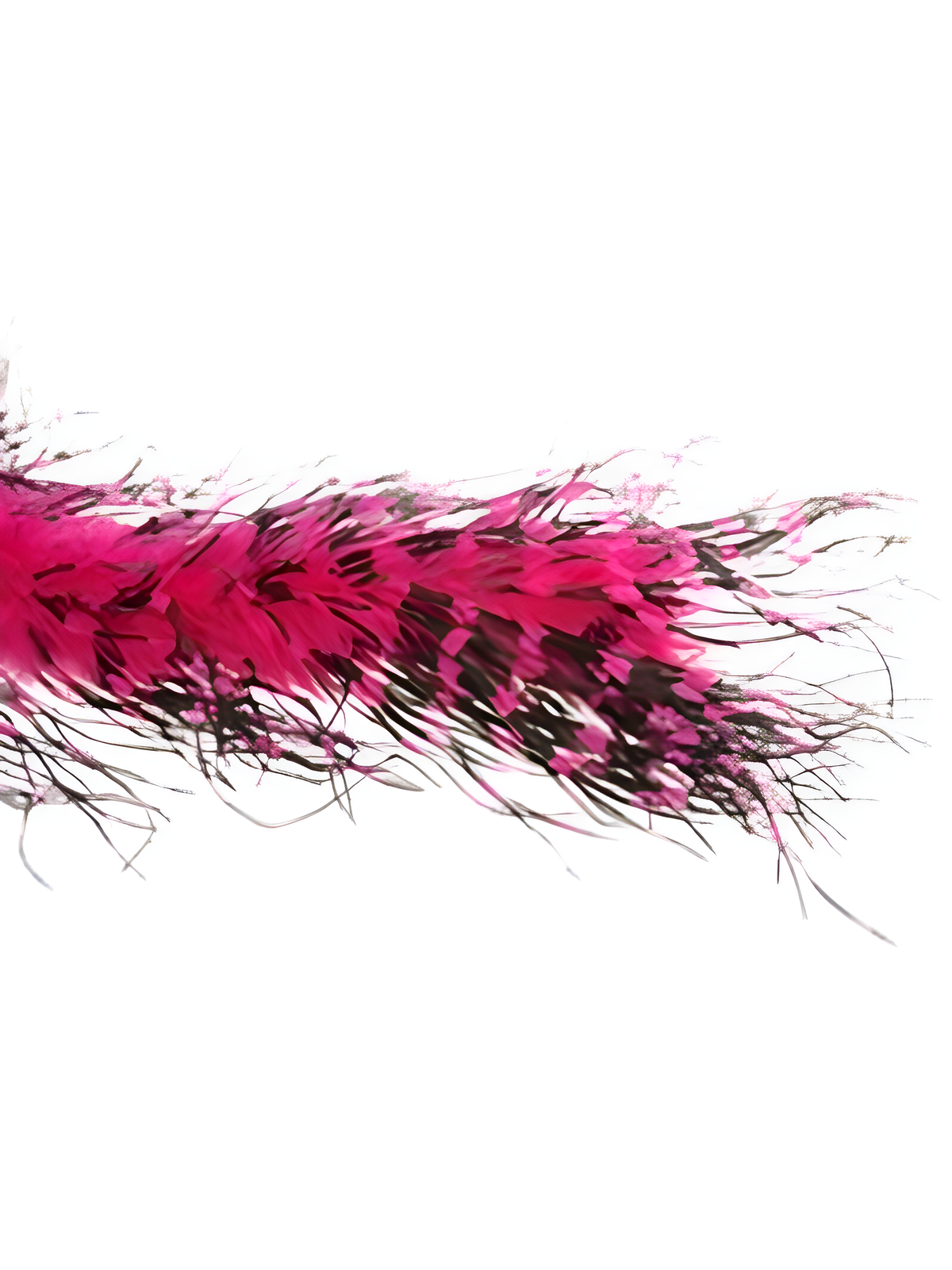 Fuchsia/black Ostrich Feather Boa