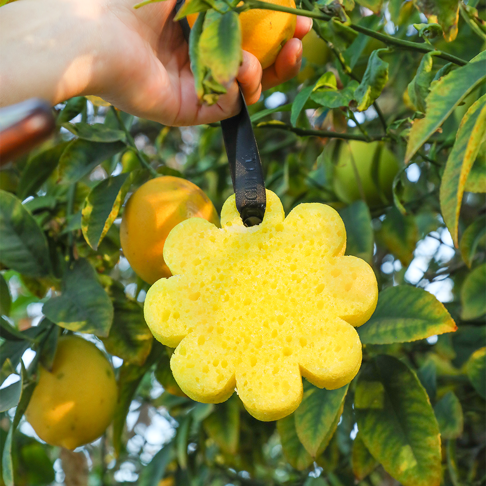 Papaya Yuzu | Wild Flower Bath Sponge