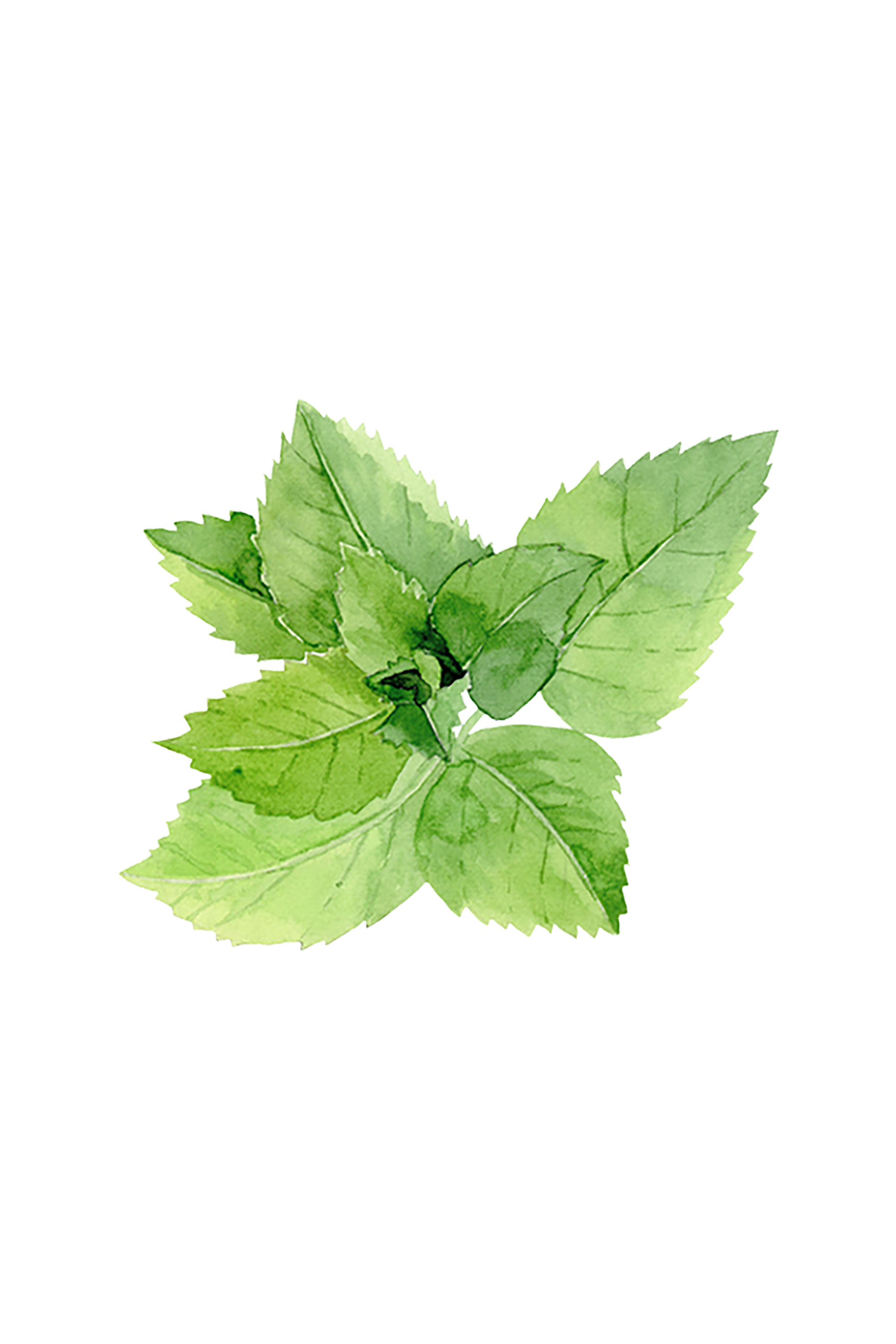 Peppermint Essential Oil