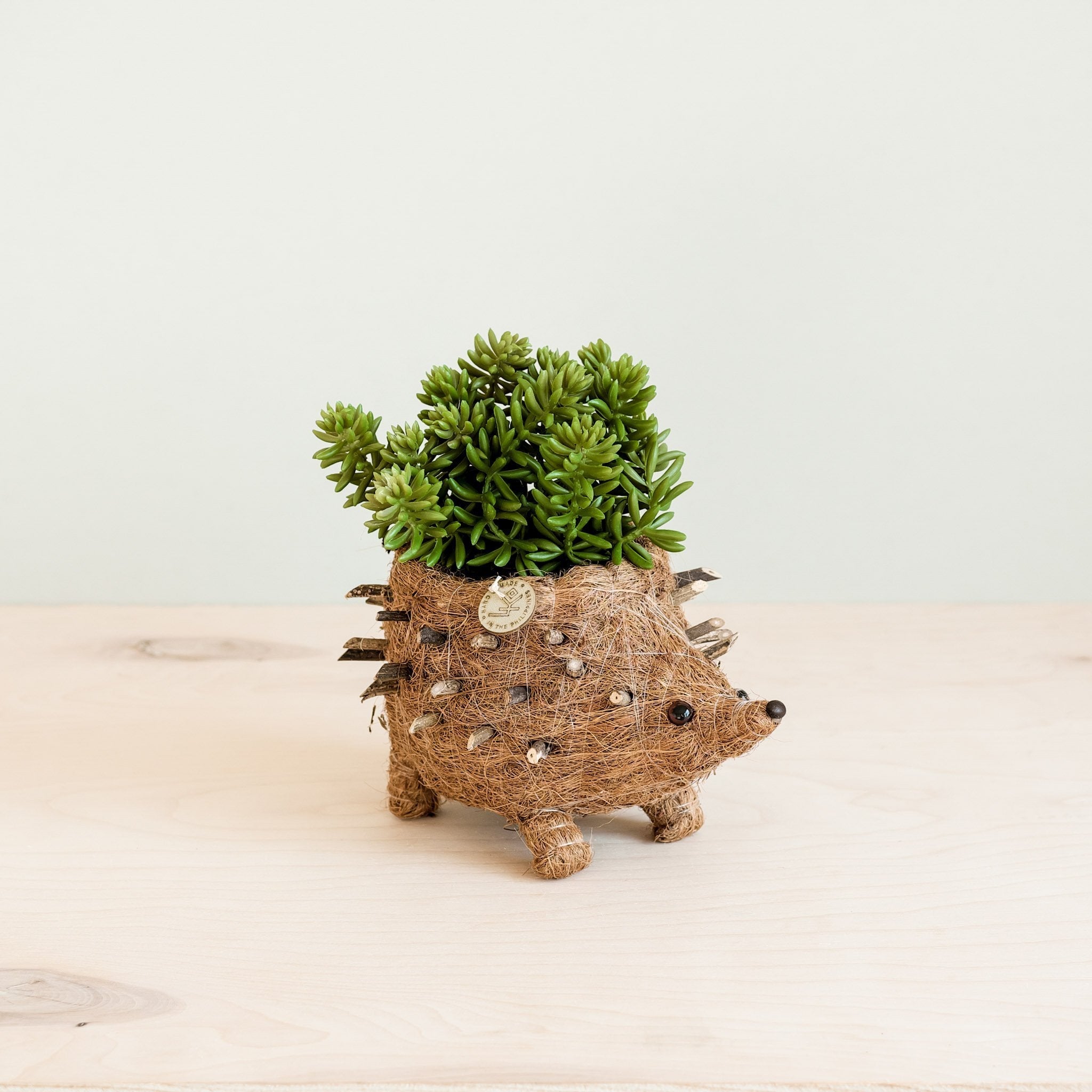 Baby Hedgehog Plant Pot - Handmade Planters | Likhâ
