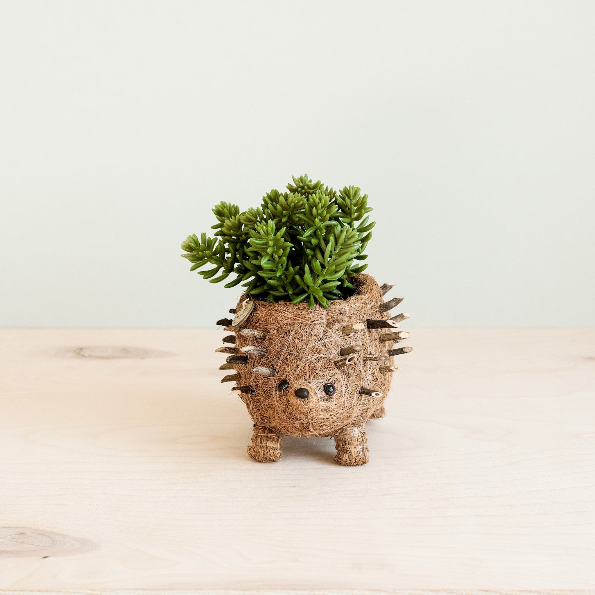 Baby Hedgehog Plant Pot - Handmade Planters | Likhâ