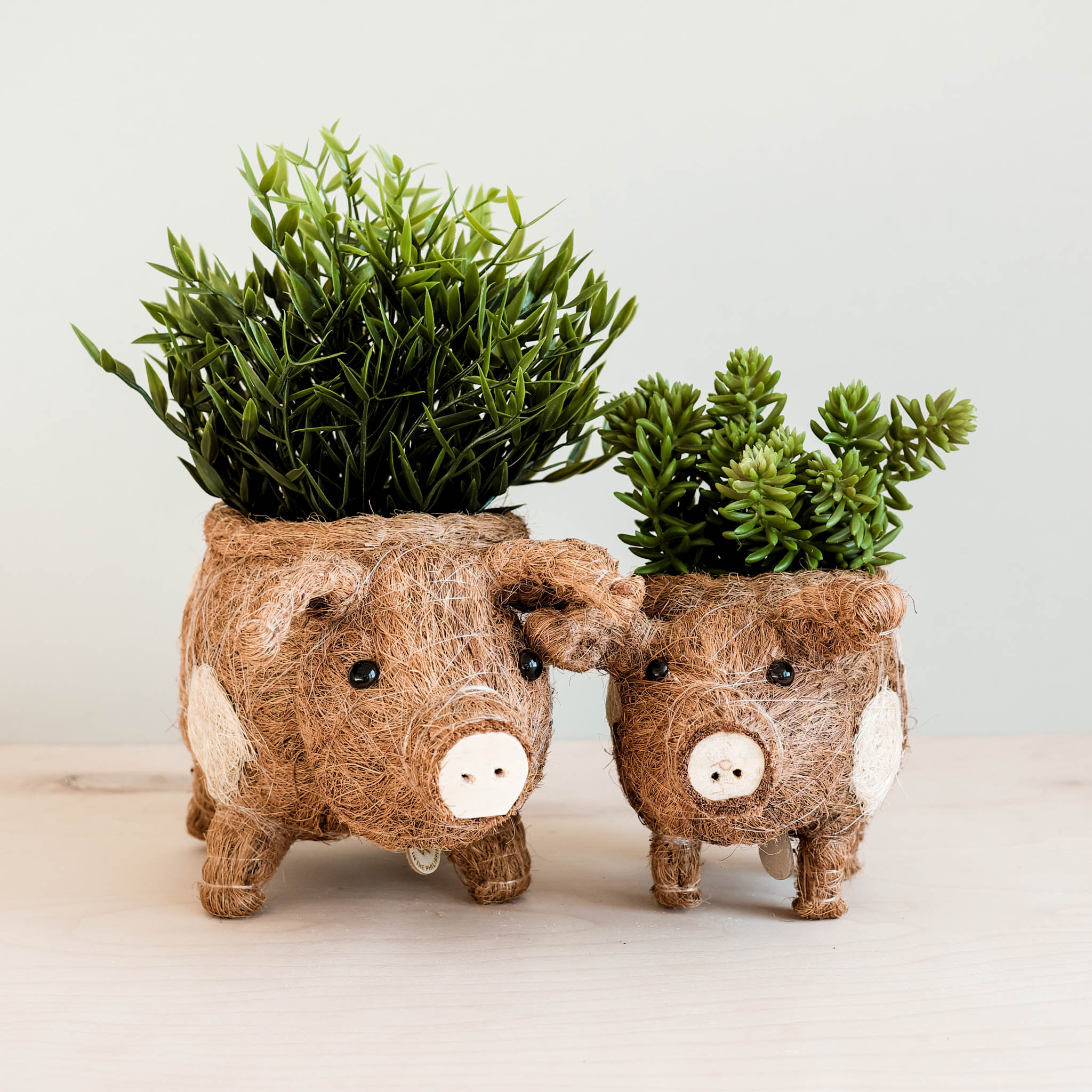 Baby Pig Succulent Pot - Handmade Planters | Likhâ