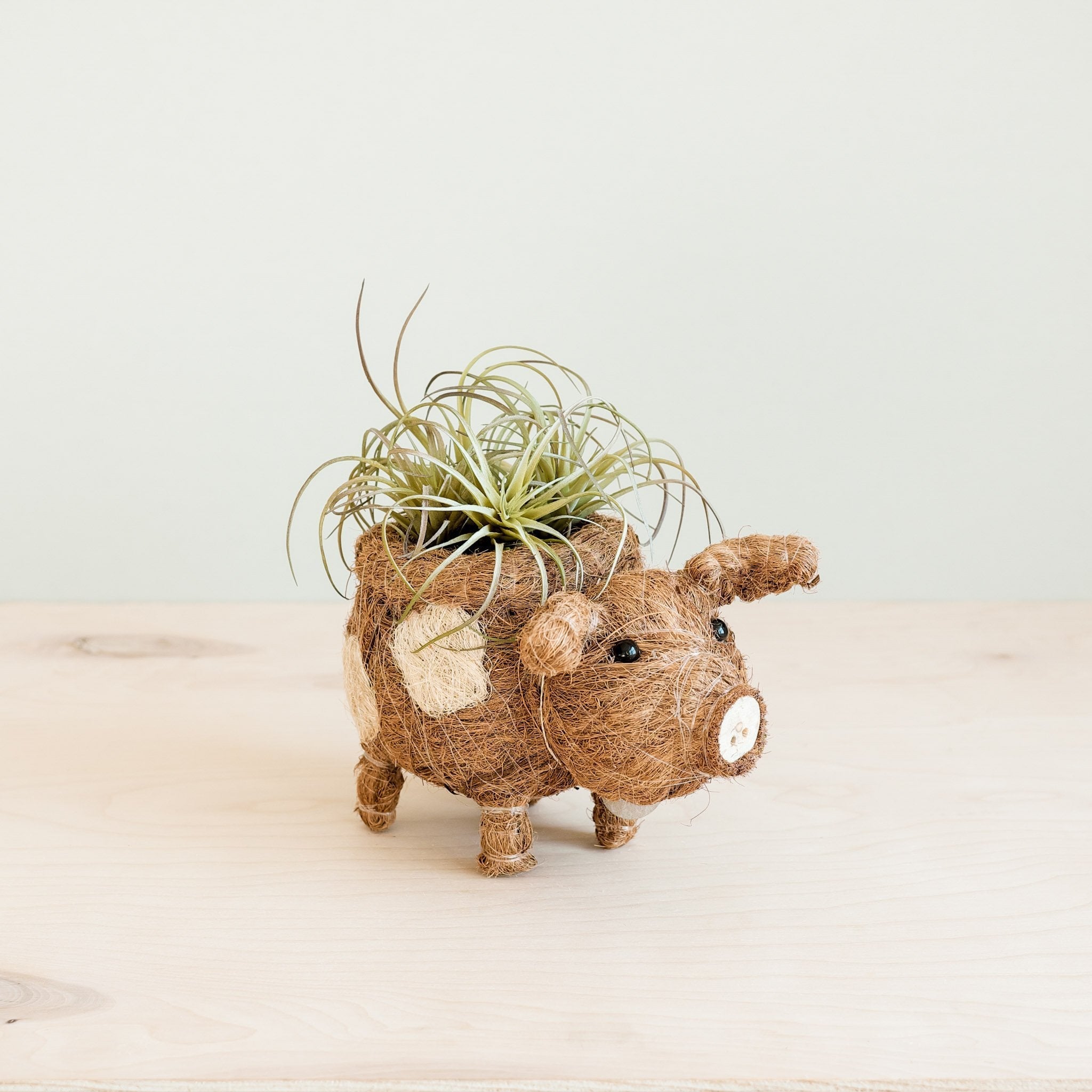 Baby Pig Succulent Pot - Handmade Planters | Likhâ