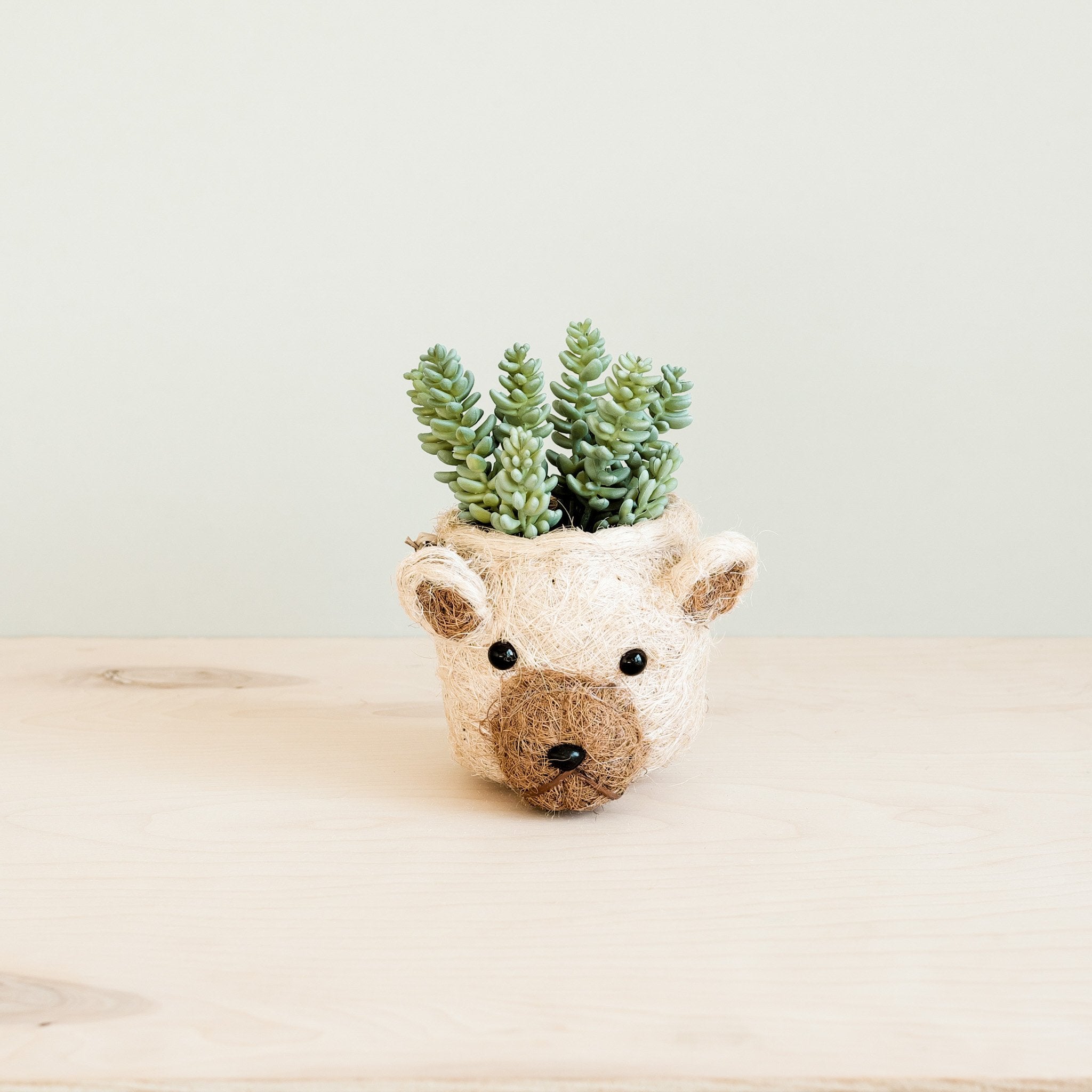 Bear Planter - Animal Head Planters | Likhâ