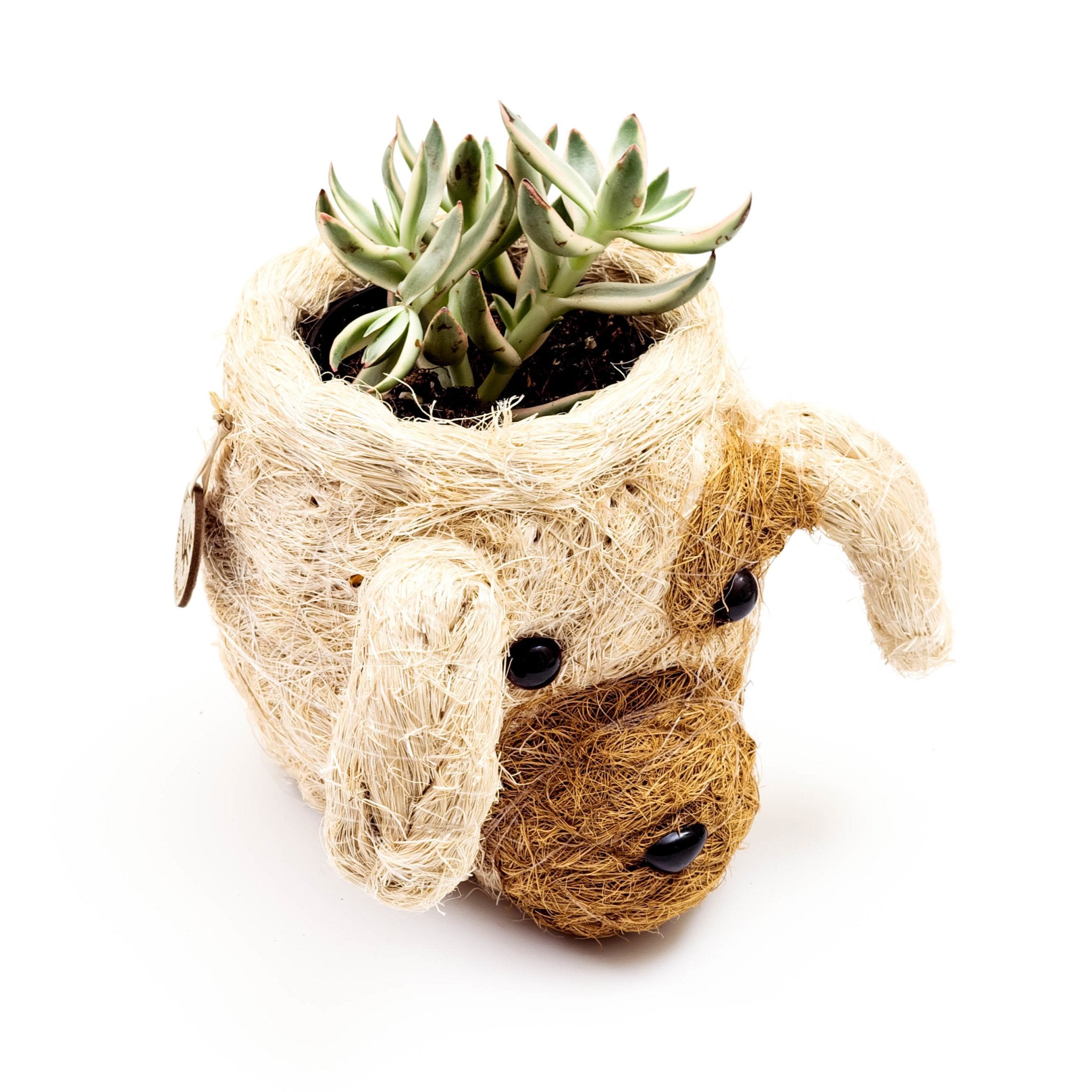 Dog Succulent Planter - Animal Head Plant Pot | Likhâ