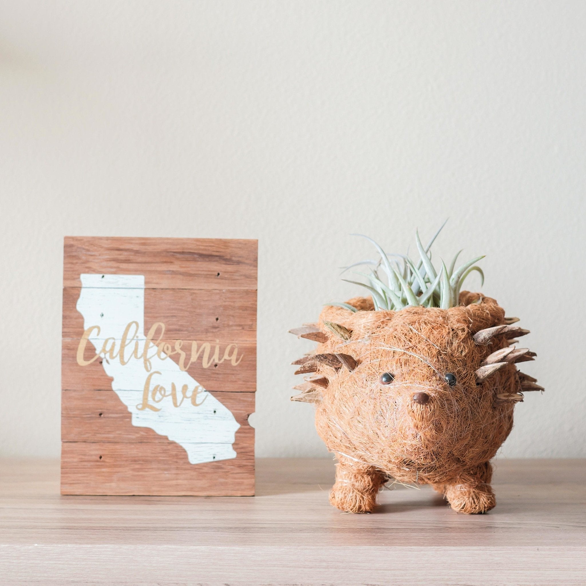 Hedgehog Planter - Coco Planter| Likhâ