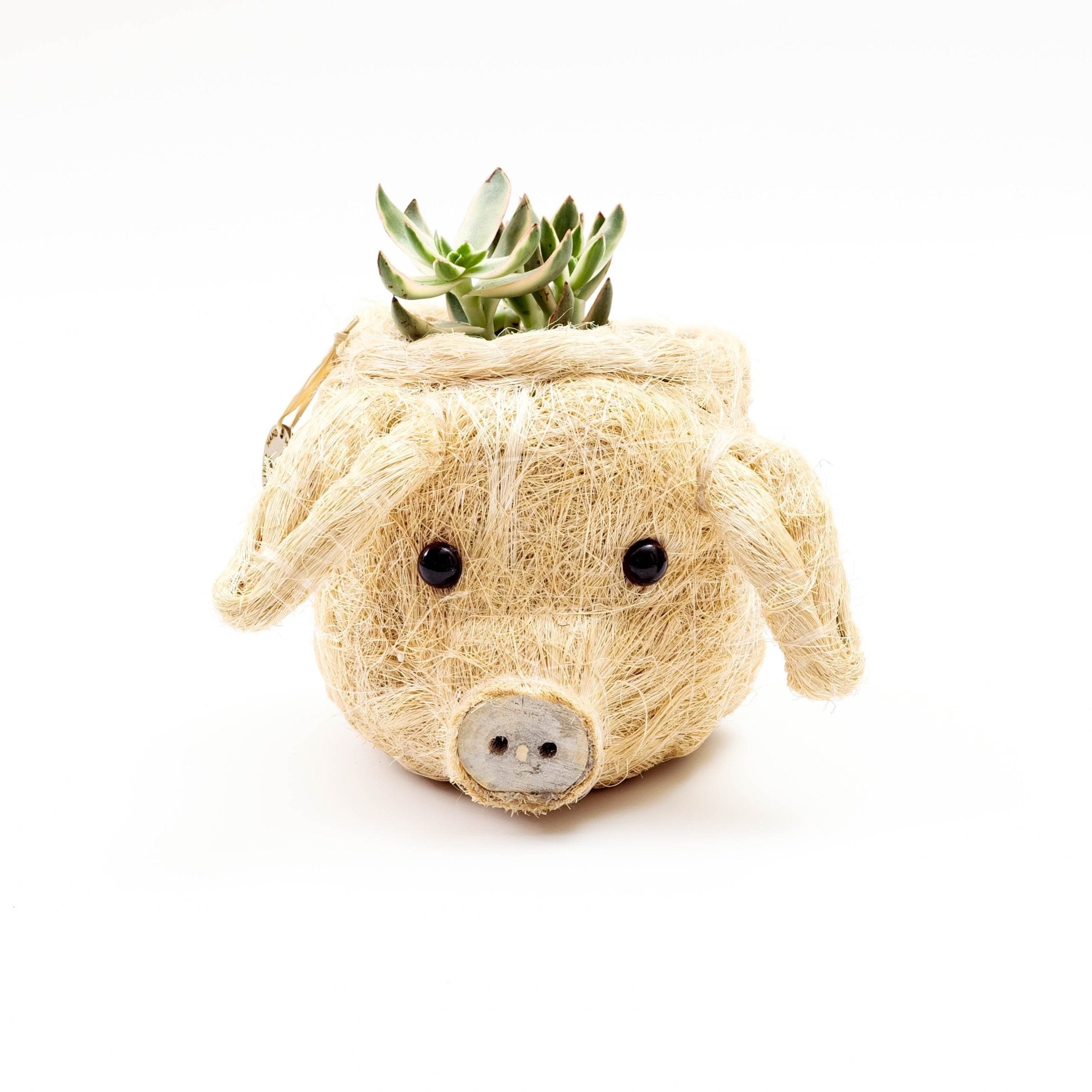 Pig Plant Pot - Animal Head Plant Pot | Likhâ
