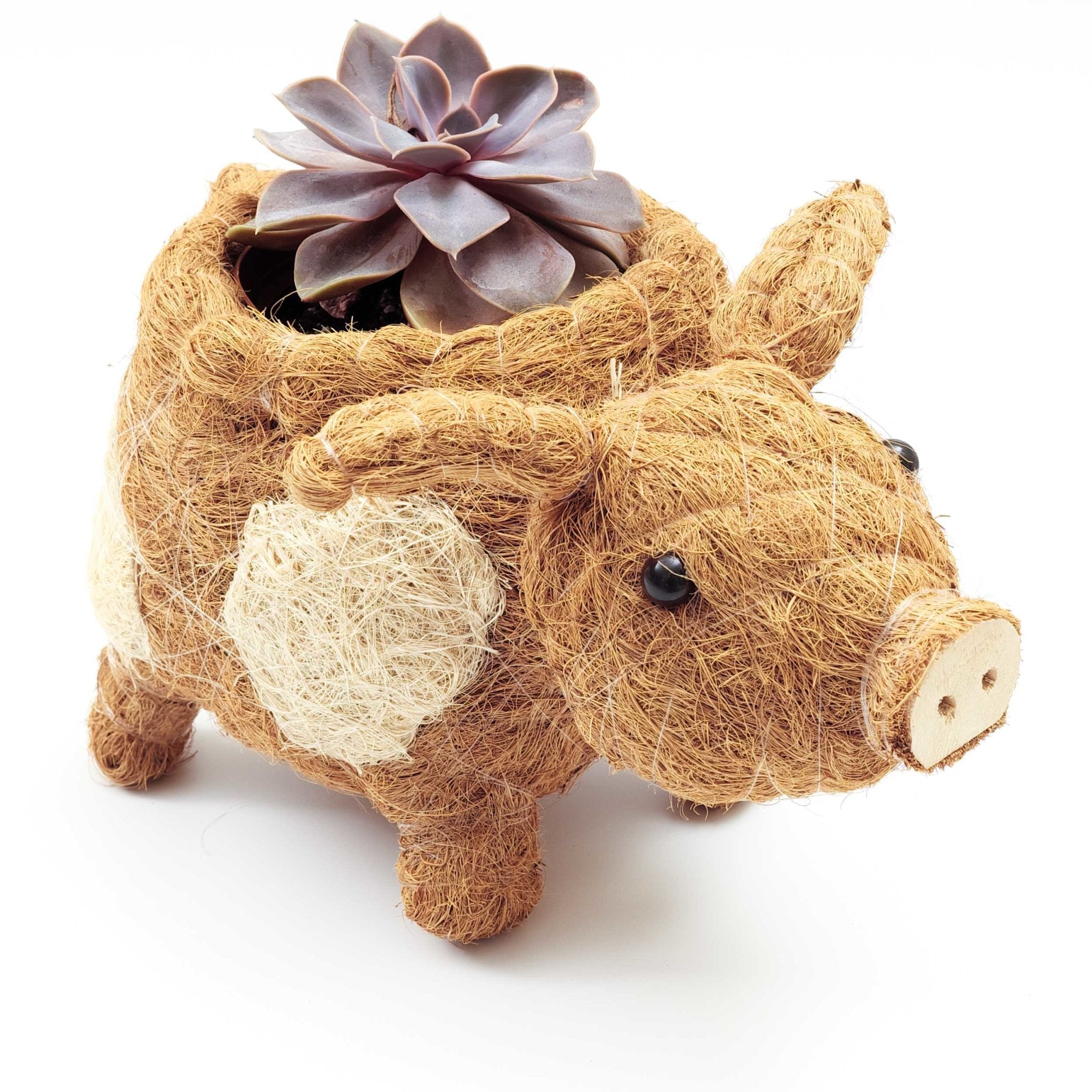Pig Planter - Coco Coir Pots | Likhâ