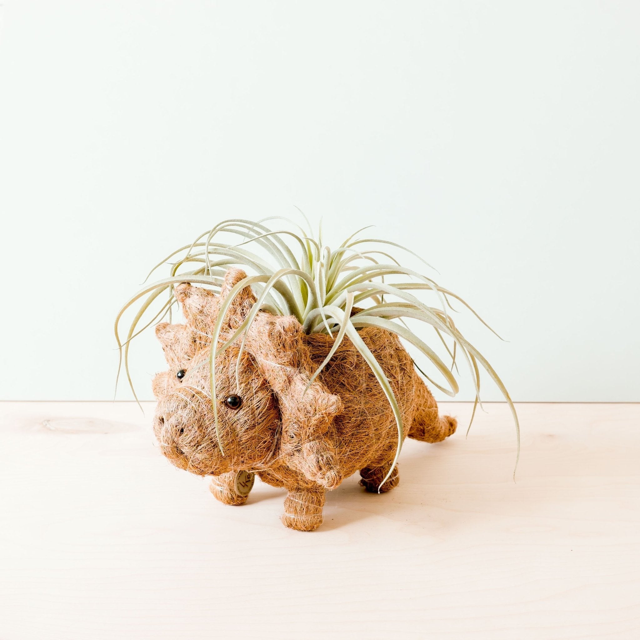 Triceratops Planter - Coco Coir Pots | Likhâ