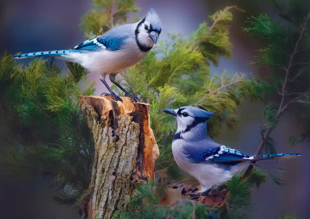 Bird Lovers: Blue Jays In A Cedar Tree 1000 Piece Puzzle