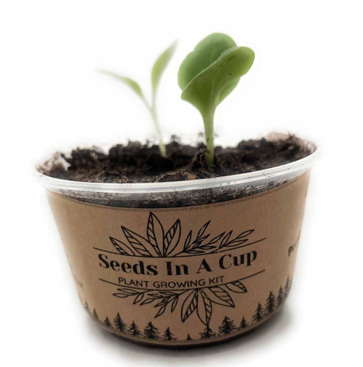 Concord Grape  | Vine Seed Starter Grow Kit |