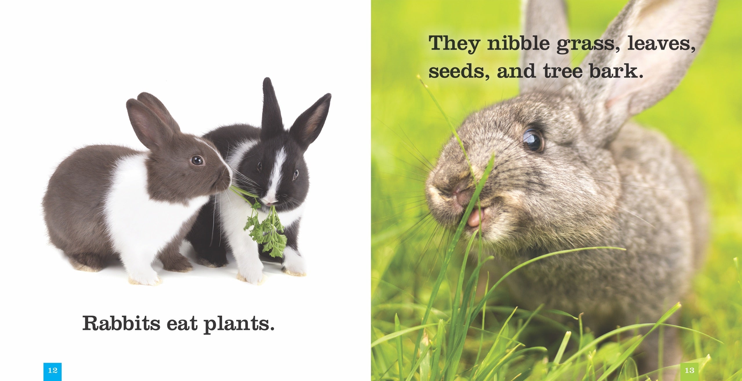 Seedlings: Rabbits by The Creative Company