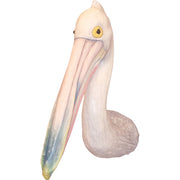 Australian Pelican Mount