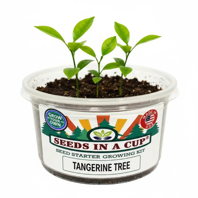 Tangerine Tree | Fruit Tree Seed Starter Grow Kit |