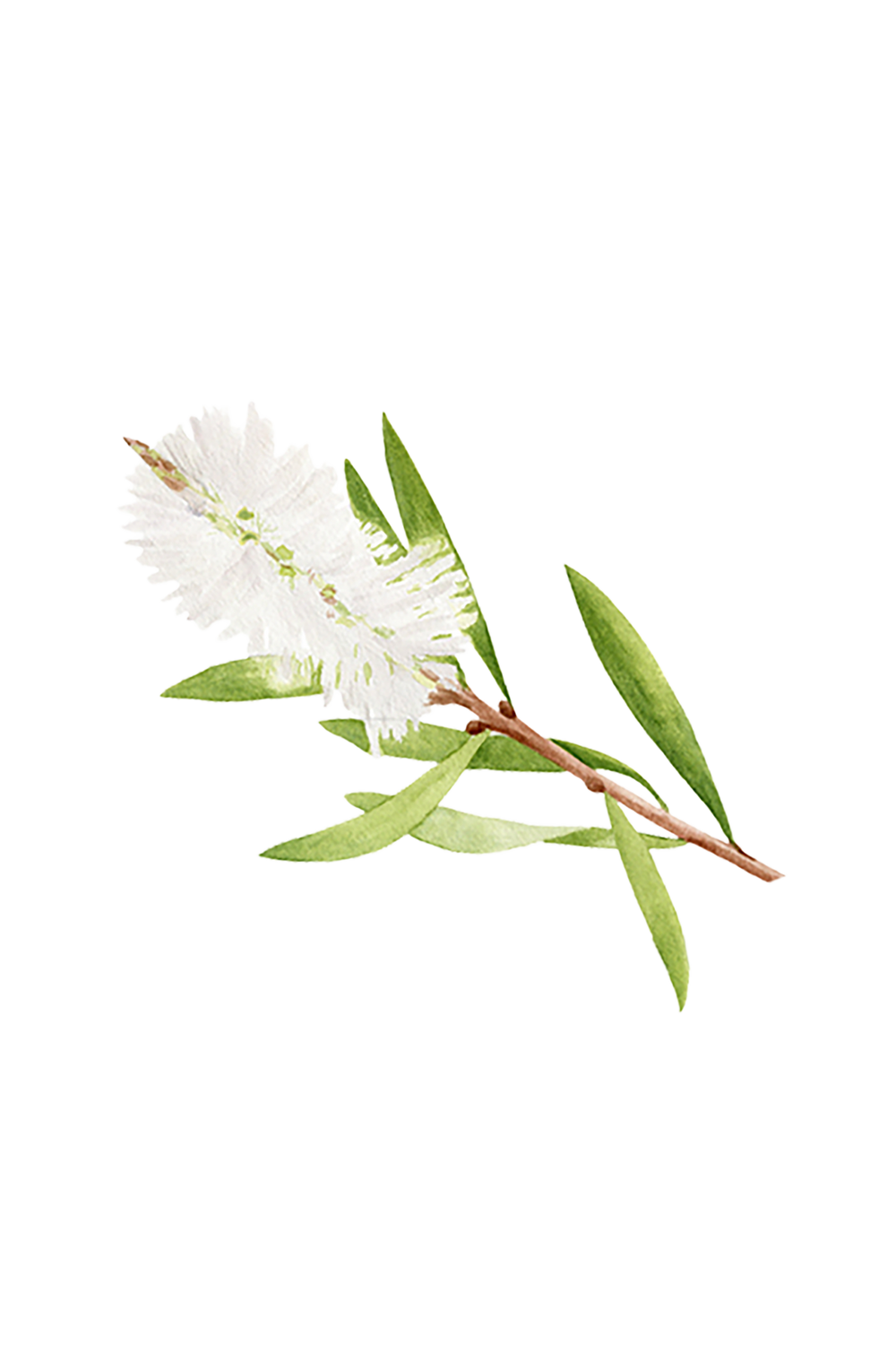 Rustic Strength Tea Tree Essential Oil | 100% Pure Oil