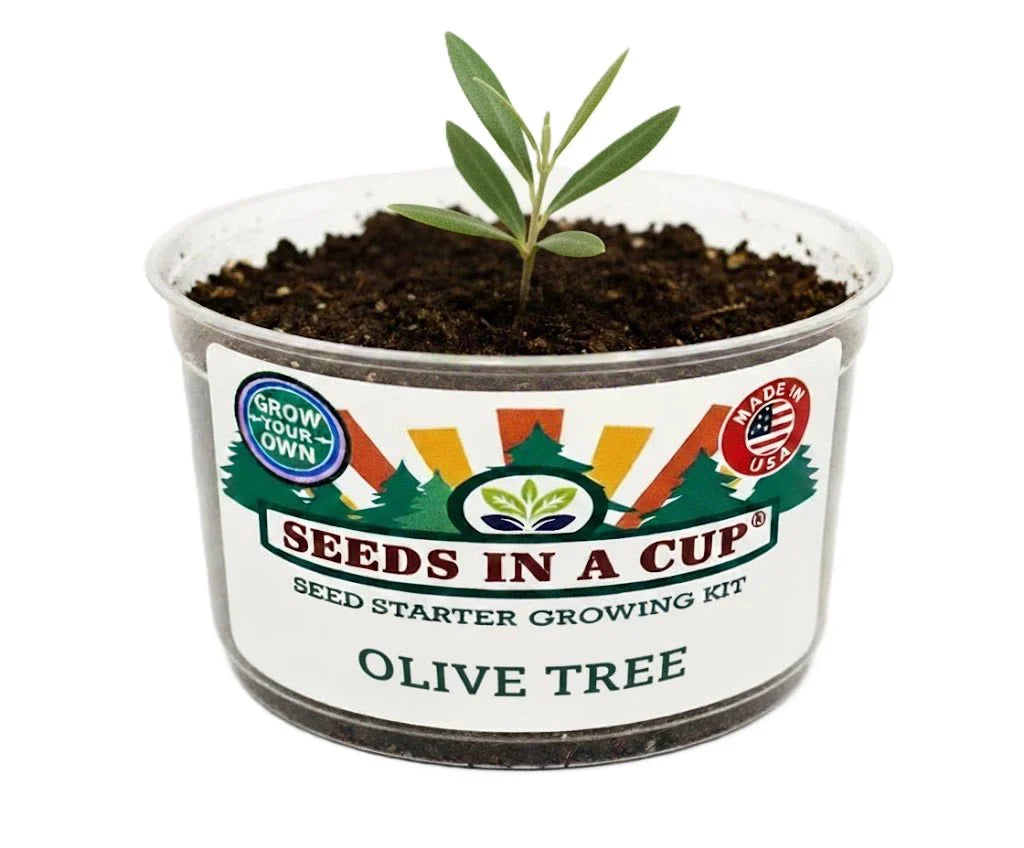 Olive Tree | Seed Starter Grow Kit |