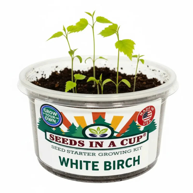 White Birch Tree Grow Kit