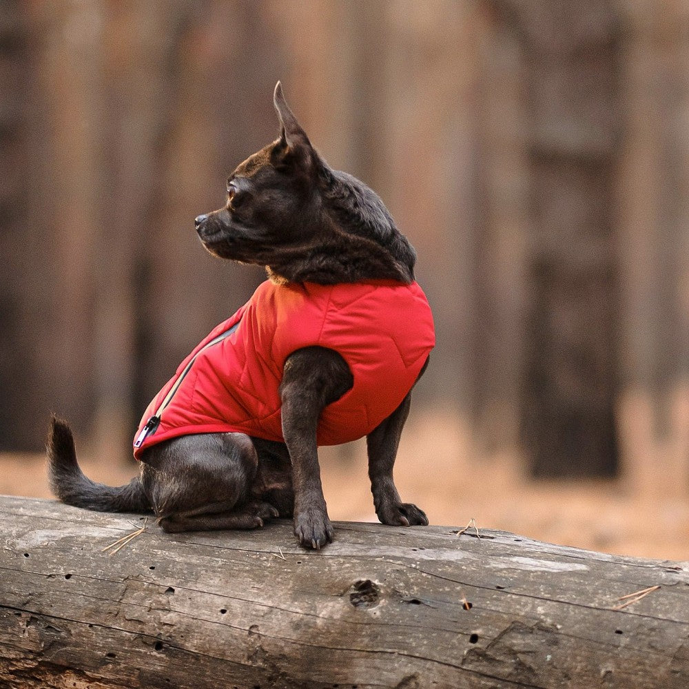 Durable Pet Jacket With Reflective Elements