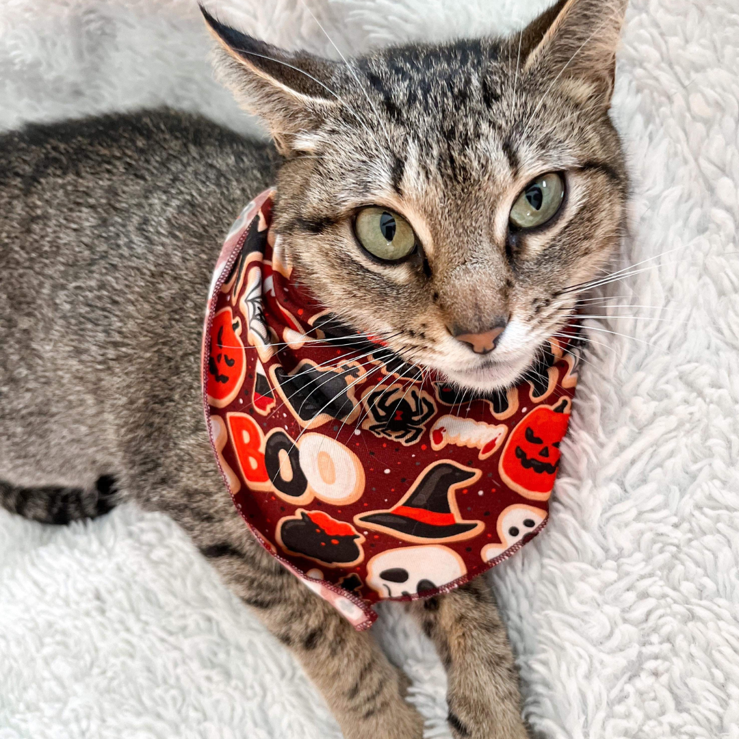 Spooky Soiree Bandana